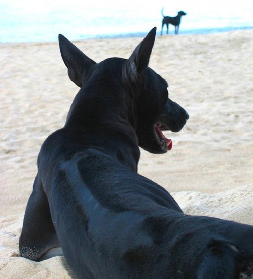Chùm lông xoáy ngược của chó Phú Quốc là đặc điểm chỉ xuất hiện ở 3 loài chó trên thế giới.
