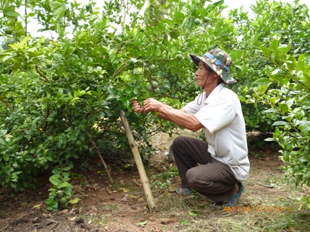 Kỹ thuật trồng cây chanh không thể thiếu khâu chăm sóc và phòng trừ sâu bệnh.