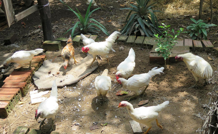 Đàn gà rừng đột biến gen lông trắng muốt khá hiếm của anh Nguyễn Minh Tuệ ở Khánh Hòa
