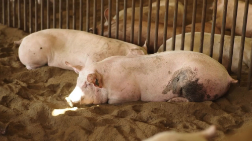 Đàn lợn tại trang trại hữu cơ Bảo Châu. Ảnh: Bizmedia.