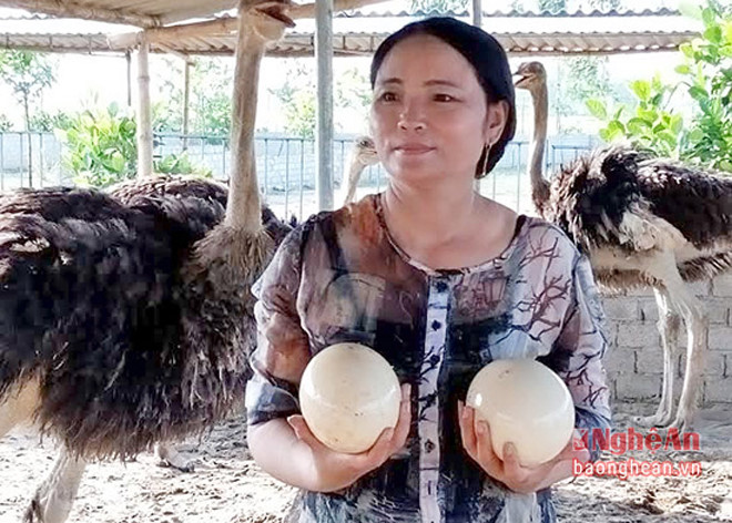 Chị Hằng đã đầu tư tới hơn 3 tỉ đồng cho xây dựng trang trại và mua 150 con giống nuôi thương phẩm và 100 con đà điểu to nuôi sinh sản. (Ảnh: Báo Nghệ An)
