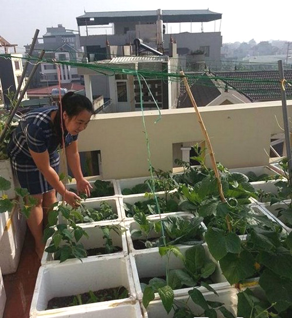 Chị Thanh đang chăm sóc vườn rau sạch của mình trên sân thượng.