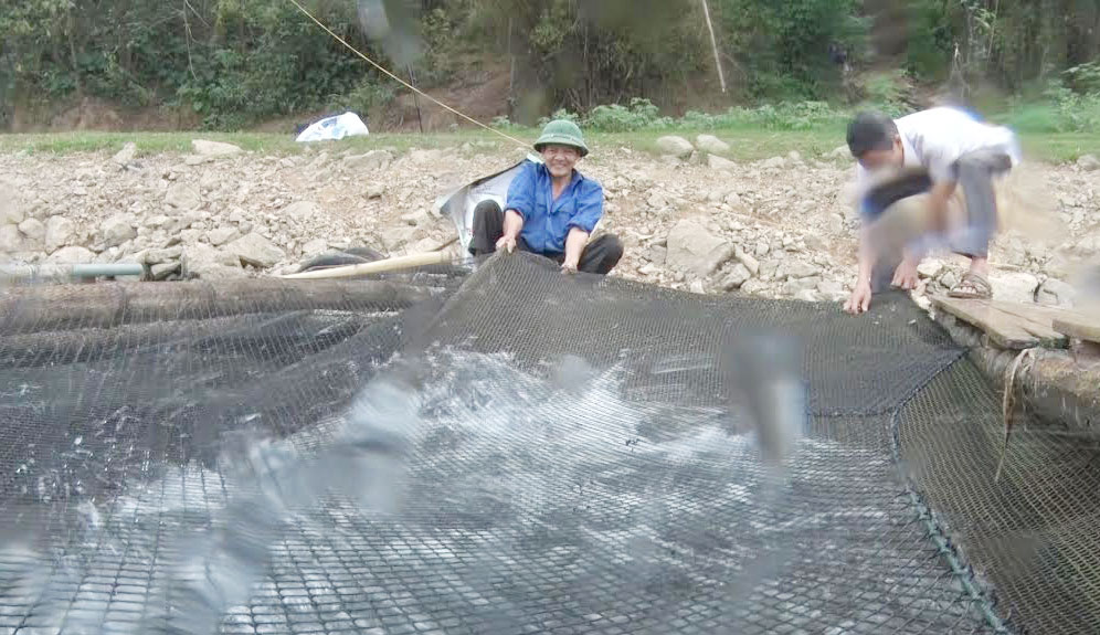 Nuôi cá lồng trên sông Đà đang được người dân Ba Vì áp dụng để nâng cao thu nhập