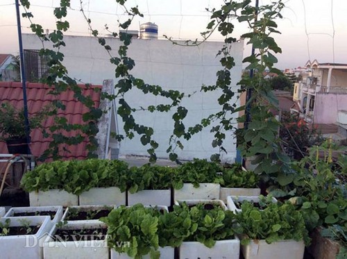 trồng rau sạch, vườn rau ban công, 9x, trồng rau trên sân thượng
