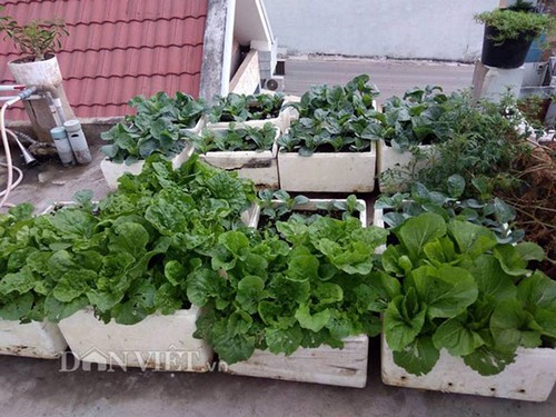 trồng rau sạch, vườn rau ban công, 9x, trồng rau trên sân thượng