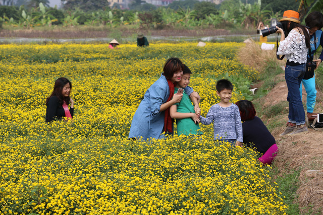 Nhiều bạn trẻ, các du khách đã tìm về cánh đồng cúc vàng Hưng Yên để có thể ngắm nhìn vườn hoa bát ngát và tận hưởng mùi thơm dịu nhẹ của hoa.
