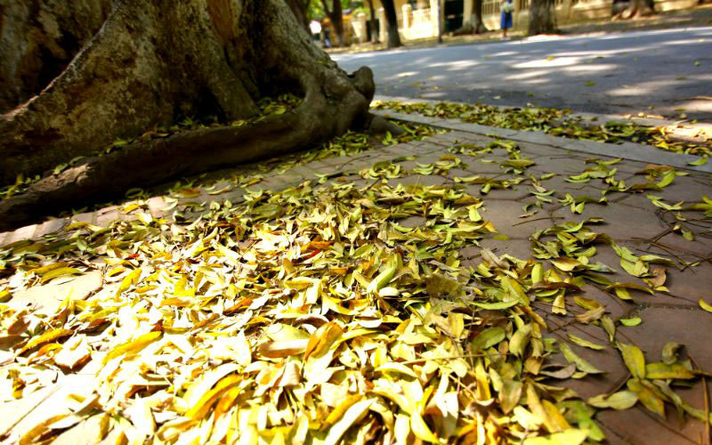 Chính những chiếc lá vàng tạo cho người lữ khách cảm giác như Hà Nội có thêm một mùa thu thứ hai vậy.