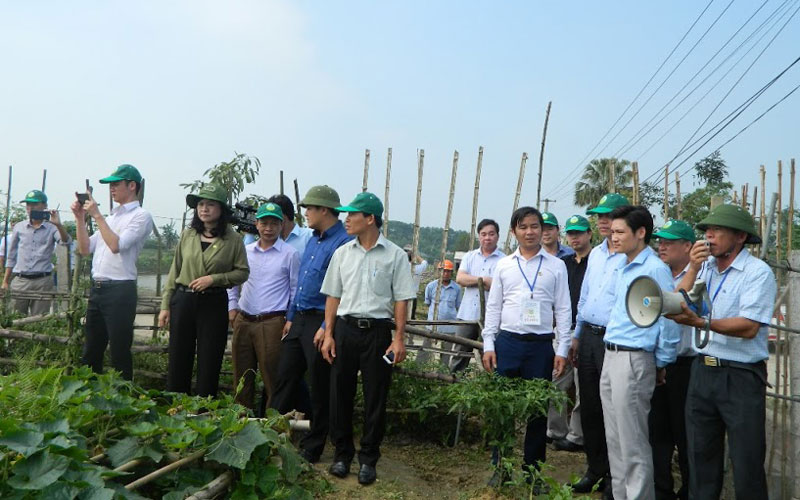  Những khu vườn “4 tầng” đầu tiên là ao thả ốc, cá, trồng bí xanh và tầng trên cùng trồng các loại cây ngắn ngày như cà, rau cải.