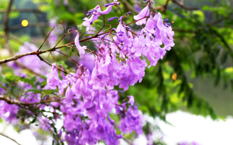 Măng Đen có khí hậu ôn đới nên mùa nào cũng hoa đua nở. Tiết trời cuối xuân đầu mùa hạ, du khách về đây tham quan có thể chiêm ngưỡng loài hoa phượng tím khoe sắc khắp các địa điểm du lịch hồ, thác hoang sơ.