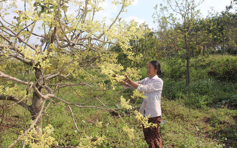 Cây bơ được kỳ vọng mang lại nguồn thu nhập cao cho người dân Tân Yên - Ảnh: HẢI PHONG