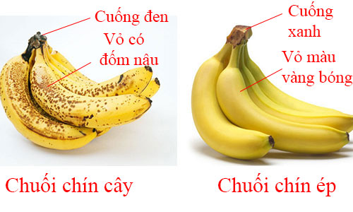 Chuối chín tự nhiên và chuối chín ép bằng hóa chất.