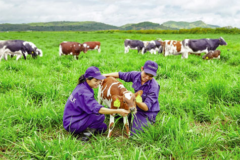 Trang trại bò sữa organic đạt tiêu chuẩn châu Âu của Vinamilk - Ảnh: CTV