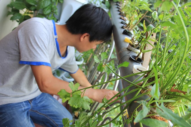 Tuy nhiên, để chăm sóc vườn cây đòi hỏi người trồng phải có kiến thức nhất định. 