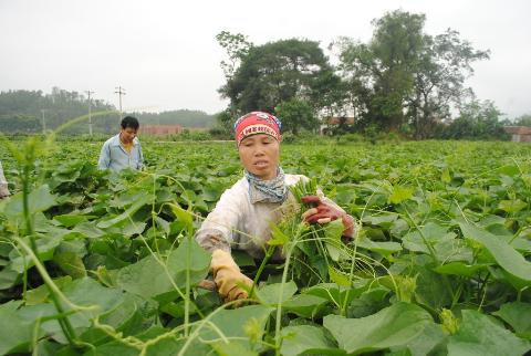 Trồng su su đúng cách sẽ cho năng suất cao, nhiều ngọn, sai quả.