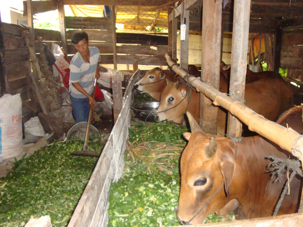 Lan tỏa mô hình vỗ béo bò thịt  Tạp chí Chăn nuôi Việt Nam