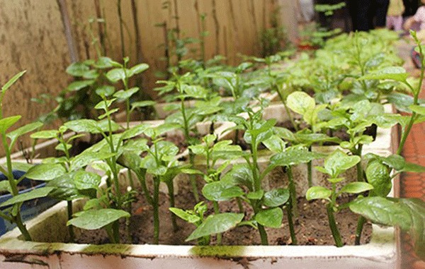 Trồng thêm rau sạch trong vườn mini trên sân thượng (Nguồn ảnh: ANTĐ)