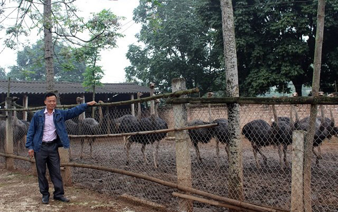 Anh Nguyễn Văn Trung ở xã Tản Lĩnh (Ba Vì, Hà Nội) lập trang trại nuôi đà điểu mỗi năm anh cung ứng 500 con giống và hơn 40 tấn thịt đà điểu thương phẩm. Doanh thu bình quân đạt trên 5 tỉ đồng. (Ảnh: Vietnamnet)