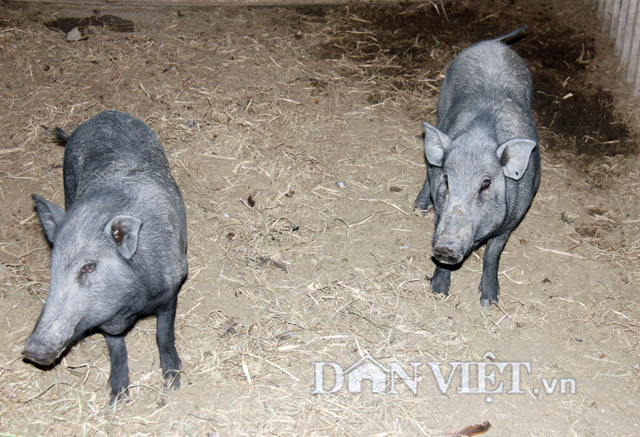 Giống lợn kiềng sắt nguyên gốc được ví gọi là lợn quý 