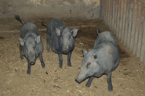 Những cá thể lợn kiềng sắt thuần chủng được bảo tồn tại Quảng Ngãi - Ảnh: Hiển Cừ
