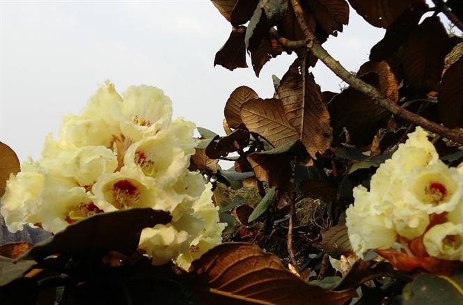 Một vạt hoa đỗ quyên cổ thụ trên dãy Bạch Mộc Lương Tử.