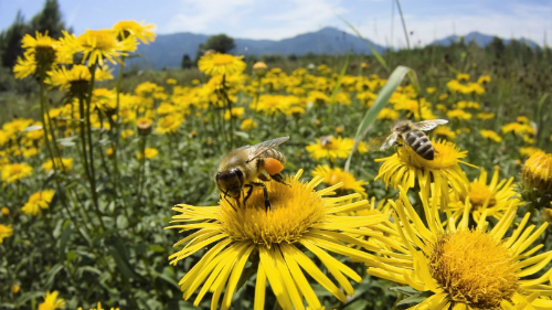 Những chú ong đang thụ phấn cho hoa. Ảnh: gaiahealthblog.