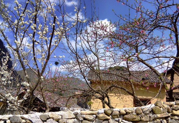 Hoa nở cạnh bờ rào đá, một đặc trưng của cao nguyên Hà Giang làm say lòng du khách. Ảnh: Nam Chấy.