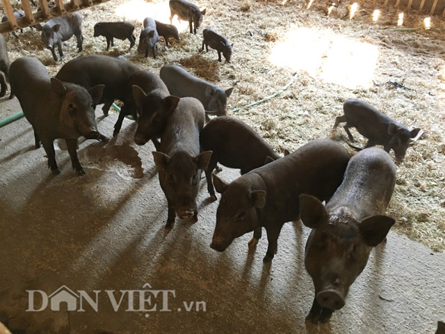 Số lợn kiềng sắt đang được nuôi bảo tồn tại Trại nghiên cứu thực nghiệm ứng dụng công nghệ sinh học (Sở KHCN Quảng Ngãi).