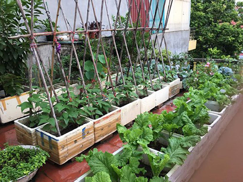 Vườn rau xanh trồng bằng thùng xốp sân thượng 2024:  Bạn không cần phải có một vườn rau lớn để có thể trồng rau sạch. Vườn rau sân thượng trên thùng xốp là một giải pháp lý tưởng cho những ai muốn trồng rau trong không gian nhỏ hẹp. Hãy cùng khám phá những hình ảnh về một vườn rau xanh trồng bằng thùng xốp sân thượng đầy sáng tạo để có thêm nhiều ý tưởng và trang trí cho không gian sân thượng nhà bạn.