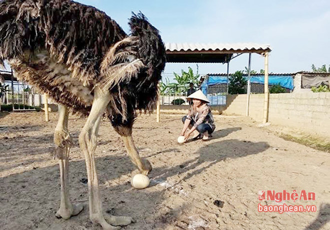 Qua 16 tháng nuôi, đà điểu đã bắt đầu đẻ trứng. Mỗi quả trứng có trọng lượng tới hơn 1kg, có giá bán 150.000 đồng/quả. (Ảnh: Báo Nghệ An)