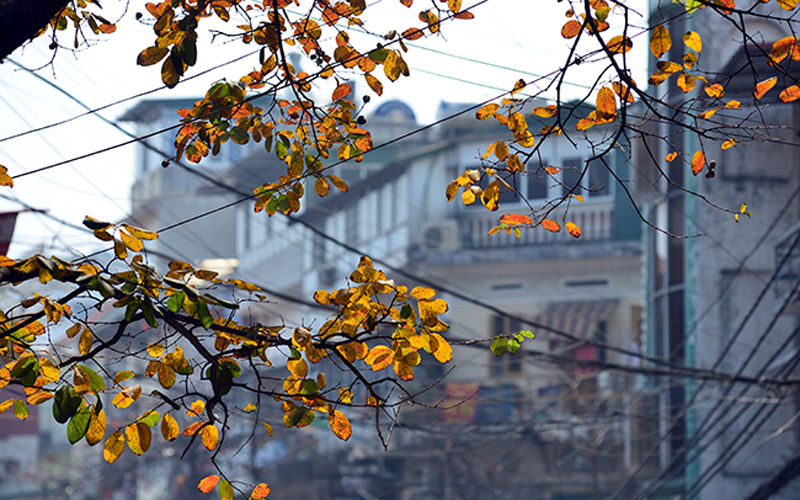 Hà Nội mùa cây thay lá, những con phố dường như chẳng hề buồn, mà vui tươi thêm bởi màu sắc.
