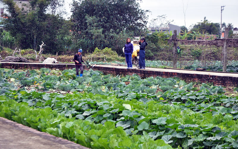 Vùng sản xuất rau an toàn của người dân thôn 4, xã nông thôn mới Quảng Minh.