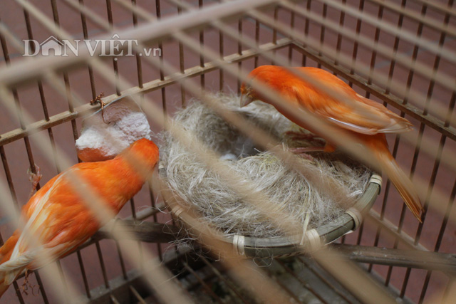 Kinh nghiệm làm lồng cho chim chào mào sinh sản | Diễn Đàn Chim Cảnh Việt  Nam