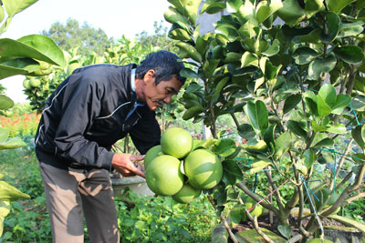 Ông Nguyễn Chí Phong (ở làng hoa Hà Dừa, thôn Trường Thạnh, xã Diên Thạnh, huyện Diên Khánh, Khánh Hòa) đã bán được hơn 50 chậu bưởi cảnh với giá 1 triệu đồng/chậu vào dịp tết. (Nguồn ảnh: Báo Khánh Hòa)