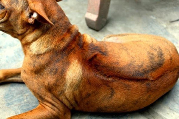 Chó vện hổ là loại chó Phú Quốc đắt nhất.