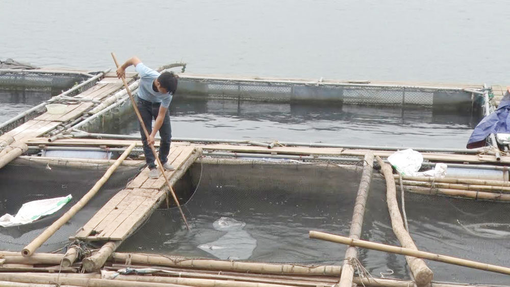 Đánh bắt cá tự nhiên ngày càng khó khăn người dân đã chủ động nuôi cá lồng trên sông Đà