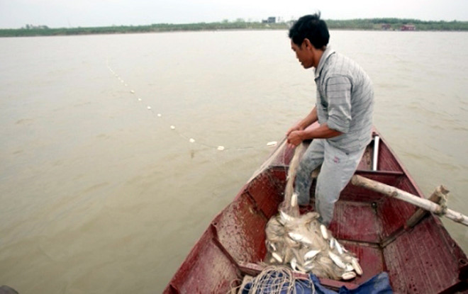 Một “lão ngư” kinh nghiệm của làng chài cho biết, mỗi năm cá mòi sông Lam ngược nguồn mỗi khác. Có năm cá mòi về ít nhưng cá to và béo.