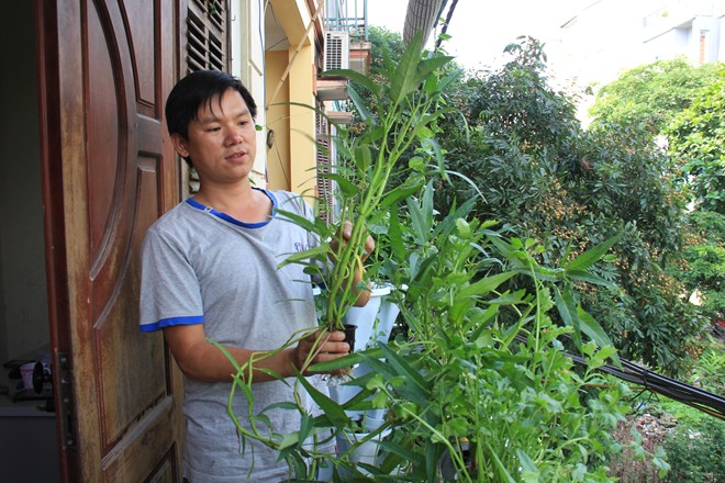 Anh Biết cho hay, trồng theo hệ thống thuỷ canh dạng này, vườn rau phát triển nhanh hơn bình thường. Cách 3 đến 4 ngày là người trồng được thu hoạch một lần tùy từng loại rau.