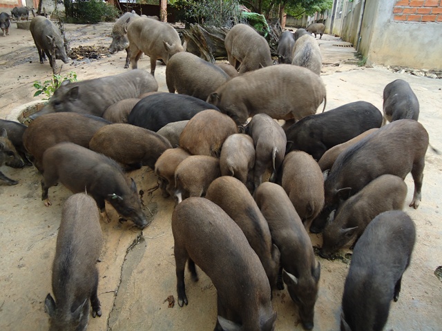 Anh Dương Văn Ngà Làm giàu từ mô hình nuôi lợn rừng lai  Bản tin Điện tử  Họ Dương Việt Nam