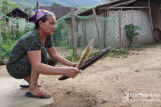 Bà Vi Thị Dung, trú bản Cây Me, xã Thạch Giám, Tương Dương cho hay: Sau khi lấy trứng kiến từ rừng về, người ta sẽ sàng sảy sạch tạp chất trước khi chế biến món ăn. Ảnh: Đình Tuân.