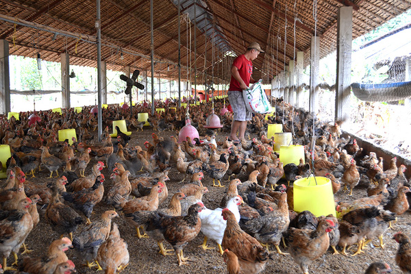 Đẩy mạnh xuất khẩu thịt gà đã mở ra nhiều cơ hội cho các trang trại nuôi gà lớn