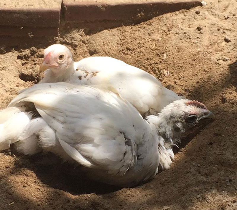 Anh Hòa cho biết, bố mẹ của đôi gà rừng đột biến đầu tiên anh có được là gà rừng màu lông tía mận có nguồn gốc từ Ninh Thuận