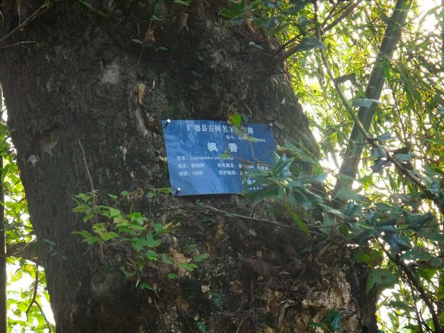 Cây sau sau ở Trung Quốc gọi là cây Phong Hương.