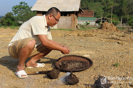 Theo như kinh nghiệm của anh Vang Văn Dũng ở bản Cây Me xã Thạch Giám (Tương Dương) đi lấy trứng kiến phải chọn hôm nào trời nắng to. Trời nắng khi lấy tổ kiến xuống, kiến sẽ nhanh chóng tản ra ngoài, khi đó chỉ còn lại những hạt trứng kiến. Còn đi lấy vào hôm trời không nắng hoặc mưa kiến thường nằm im trong tổ, lúc này công việc lấy trứng kiến sẽ vất vả hơn nhiều. Ảnh: Đình Tuân.