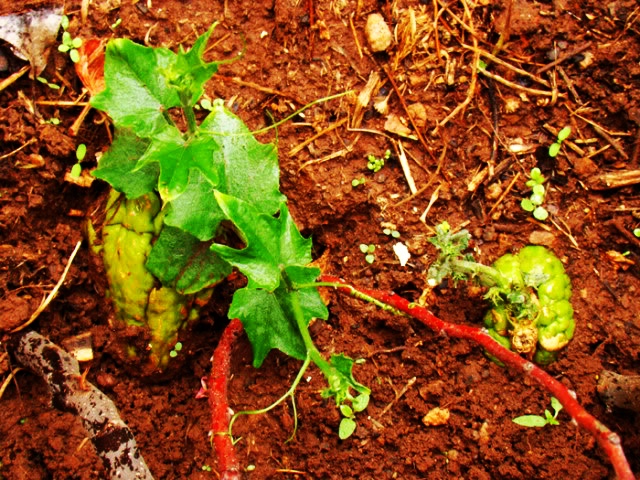 Cách trồng cây su su thu ngọn và quả đơn giản tại nhà