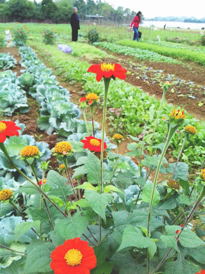 Bà con trồng các loại hoa có màu sắc sặc sỡ để đuổi côn trùng tại vườn rau. Ảnh: Lương Sơn Organic Farm.
