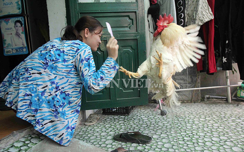 Gia đình chị Tuyền không rõ cụ gà trống đang nuôi là giống gà gì mà chỉ biết đã mua cách đây 5 năm tại một khu chợ ở quận Ninh Kiều khi nó còn rất nhỏ.