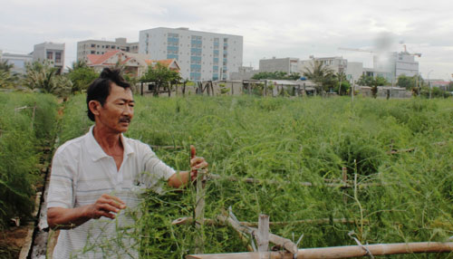Với 3 sào trồng măng tây xanh, gia đình ông Lương Văn Hải có lãi 180 triệu đồng/năm. (Ảnh: Công Tâm).