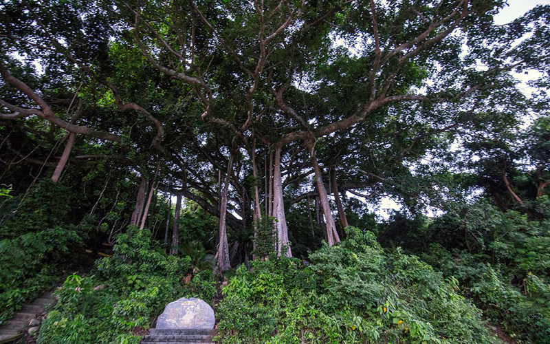   Men theo sườn núi về phía Đông nam Sơn Trà, du khách sẽ được chiêm ngưỡng cây đa đại thụ với 9 rễ phụ đâm sâu vào lòng đất.