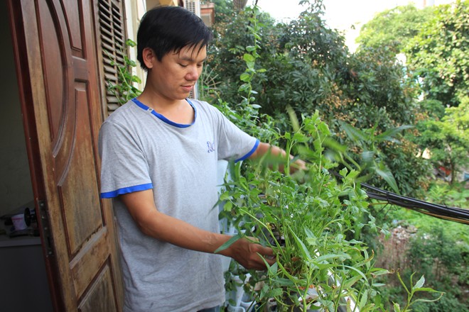 Do trồng trên cao, không gian rộng, vườn rau hứng được nhiều ánh sáng nên nhiều dinh dưỡng, phát triển tốt. Khi cây mọc dài, người trồng có thể thay đổi vị trí để vườn rau có khoảng cách phù hợp và đẹp mắt.