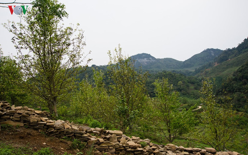 Phần lớn cây lê ở đây là giống lê bản địa, một phần là giống lê ở Lạng Sơn.